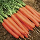CARROT 'Short Kuroda' Vegetable Seeds - Vegetable Home Garden - 400 Seeds