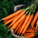 CARROT "Nantes Darcy" Vegetable Seeds - Vegetable Home Garden - 400 Seeds