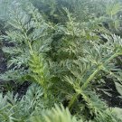 CARROT SEEDS 'LUNAR WHITE' Vegetable Seeds - Vegetable Home Garden - 60 Seeds