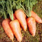 Carrot Seeds Chantenay Vegetable Seeds - Vegetable Home Garden - 100 Seeds