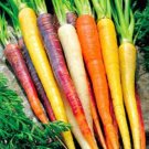 CARROT RAINBOW MIX Vegetable Seeds - Vegetable Home Garden - 30 Seeds