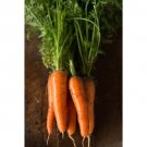 Carrot Kuroda Vegetable Seeds - Vegetable Home Garden - 30 Seeds