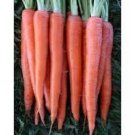 CARROT SEEDS Mini Vegetable Seeds - Vegetable Home Garden - 100 Seeds