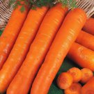 CARROT NANTES DARCY Vegetable Seeds - Vegetable Home Garden - 200 Seeds