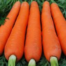 CARROT Red Kuroda Vegetable Seeds - Vegetable Home Garden - 100 Seeds