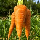 CARROT Chantenay Red Cored Vegetable Seeds - Vegetable Home Garden - 100 Seeds