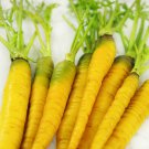 Carrot SOLAR YELLOW Vegetable Seeds - Vegetable Home Garden - 50 Seeds