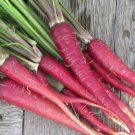 Carrot ATOMIC RED Vegetable Seeds - Vegetable Home Garden - 300 Seeds