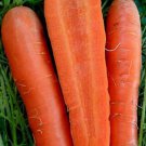 Carrot "DANVERS 126" Vegetable Seeds - Vegetable Home Garden - 200 Seeds