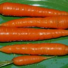 Carrot ST VALERY Vegetable Seeds - Vegetable Home Garden - 200 Seeds