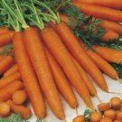 CARROT Navarre F1 Vegetable Seeds - Vegetable Home Garden - 500 Seeds