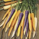 CARROT Harlequin F1 Vegetable Seeds - Vegetable Home Garden - 350 Seeds