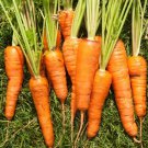 CARROT Chantenay Royal Vegetable Seeds - Vegetable Home Garden - 250 Seeds