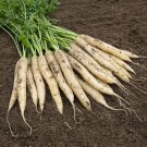 Carrot WHITE SATIN Vegetable Seeds - Vegetable Home Garden - 80 Seeds