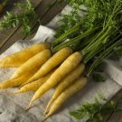 CARROT MELLOW YELLOW Vegetable Seeds - Vegetable Home Garden - 80 Seeds