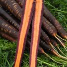 Carrot PURPLE HAZE Vegetable Seeds - Vegetable Home Garden - 80 Seeds