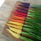 CARROT 'Heirloom Mix' Vegetable Seeds - Vegetable Home Garden - 50 Seeds
