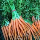 BABY CARROT 'Baby Pak' Vegetable Seeds - Vegetable Home Garden - 120 Seeds