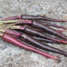 CARROT 'Cosmic Purple' Vegetable Seeds - Vegetable Home Garden - 100 Seeds