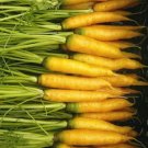 CARROT Yellow Stone F1 Vegetable Seeds - Vegetable Home Garden - 150 Seeds