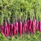 CARROT Purple Sun F1 Vegetable Seeds - Vegetable Home Garden - 100 Seeds