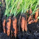 " Carrot Topweight " Daucus Carota Vegetable Seeds - Vegetable Home Garden - 400 Seeds