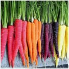 Carrot End of the Rainbow Mix Vegetable Seeds - Vegetable Home Garden - 100 Seeds