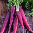 Carrot Purple Dragon Vegetable Seeds - Vegetable Home Garden - 100 Seeds
