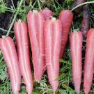 CARROT Ruby Prince F1 Vegetable Seeds - Vegetable Home Garden - 80 Seeds