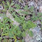 Daucus glochidiatus Native Carrot Vegetable Seeds - Vegetable Home Garden - 5 Seeds