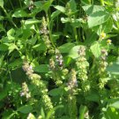 Basil 'Holy' Herb Vegetable Seeds - Vegetable Home Garden - 60 Seeds