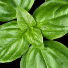 Basil Seeds (SWEET) Herb Vegetable Seeds - Vegetable Home Garden - 200 Seeds