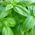 Basil Seeds “Sweet Genoese” Herb Vegetable Seeds - Vegetable Home Garden - 200 Seeds