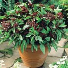 Basil Thai Herb Vegetable Seeds - Vegetable Home Garden - 100 Seeds