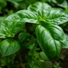 Basil- Genovese Vegetable Seeds - Vegetable Home Garden - 110 Seeds
