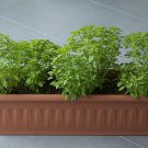 Basil Bush Vegetable Seeds - Vegetable Home Garden - 150 Seeds
