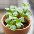 Basil Medinette Vegetable Seeds - Vegetable Home Garden - 150 Seeds