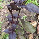 Basil Dark Opal Vegetable Seeds - Vegetable Home Garden - 110 Seeds