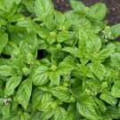 Basil Lettuce Leaf Vegetable Seeds - Vegetable Home Garden - 115 Seeds