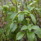 Basil Clove Scented Vegetable Seeds - Vegetable Home Garden - 110 Seeds