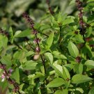 Basil Thai Vegetable Seeds - Vegetable Home Garden - 110 Seeds