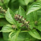 Basil Lemon Vegetable Seeds - Vegetable Home Garden - 145 Seeds