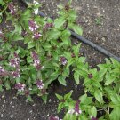 Basil Cinnamon Vegetable Seeds - Vegetable Home Garden - 110 Seeds