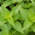 Basil Mrs Burns Lemon Herb Vegetable Seeds - Vegetable Home Garden - 110 Seeds