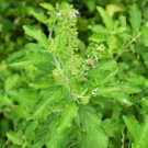 Holy Basil Herb Vegetable Seeds - Vegetable Home Garden - 100 Seeds