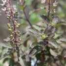 Holy Basil Red Herb Vegetable Seeds - Vegetable Home Garden - 100 Seeds