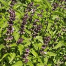 BASIL (Licorice) Herb Vegetable Seeds - Vegetable Home Garden - 50 Seeds