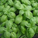 ITALIAN BASIL SEEDS Herb Vegetable Seeds - Vegetable Home Garden - 50 Seeds
