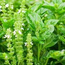 Lemon Basil Herb Vegetable Seeds - Vegetable Home Garden - 100 Seeds