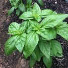 GENOVASE SWEET BASIL Herb Vegetable Seeds - Vegetable Home Garden - 25 Seeds